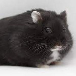 Meet your Posher, Joseph